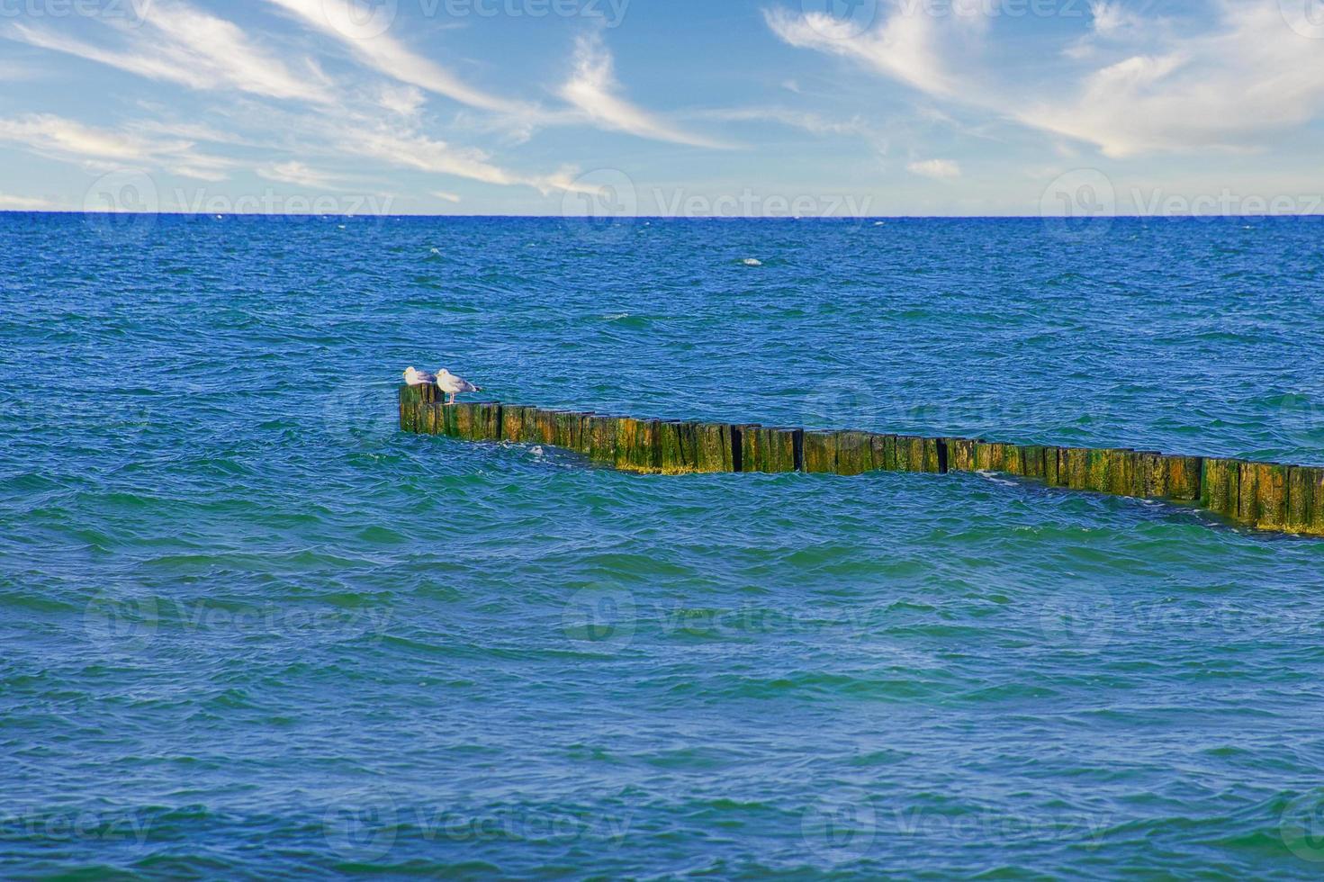 pennelli che si protendono nel mar baltico. i gabbiani si siedono sui pennelli. paesaggio in riva al mare. foto