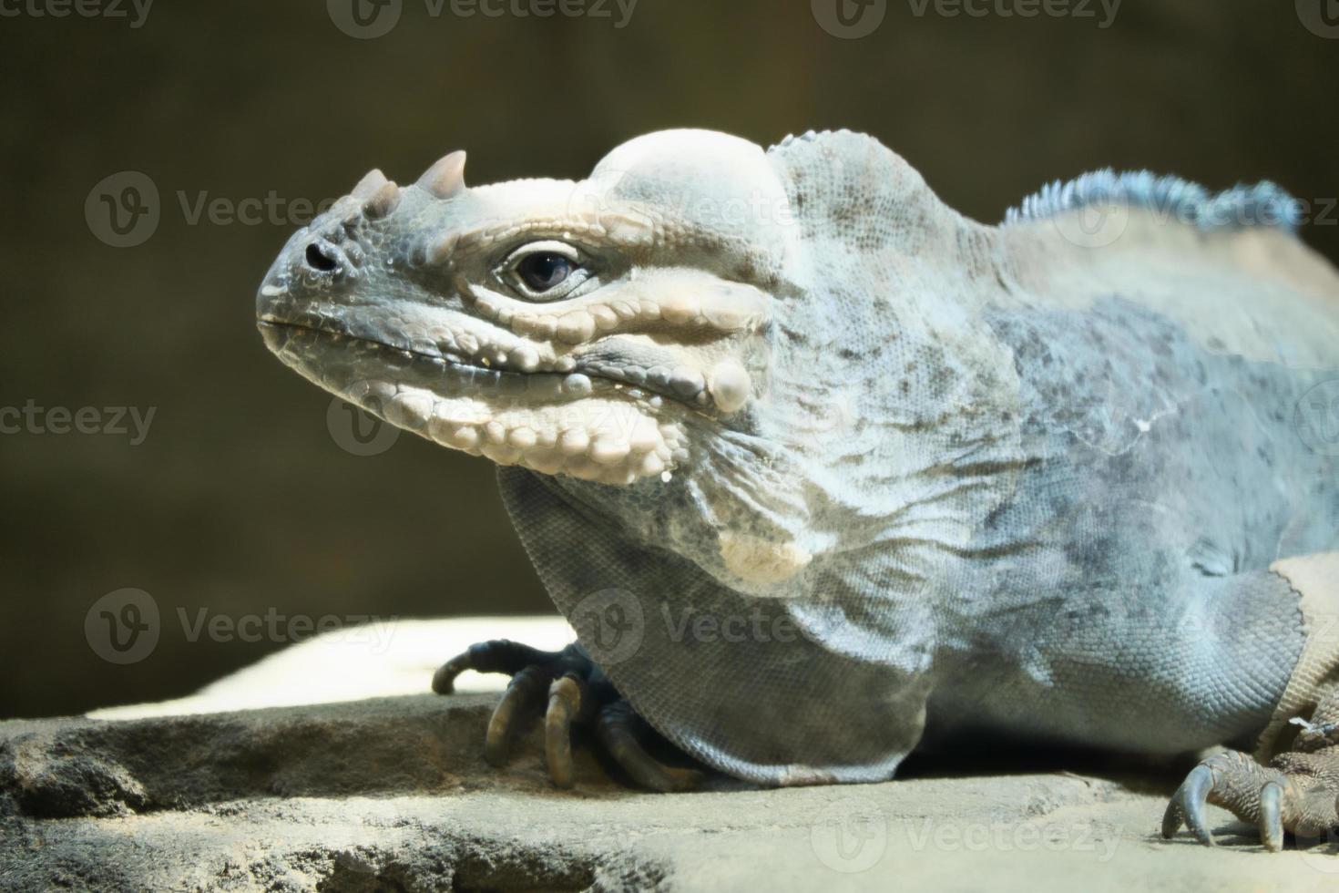 grande iguana sdraiata su una pietra. pettine spinoso e pelle squamosa. foto di animali