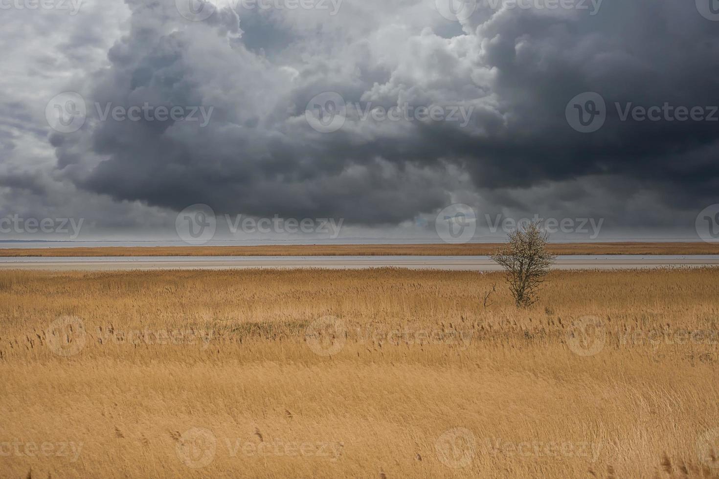 albero tra le canne sui darss. cielo drammatico in riva al mare. paesaggio sul mar baltico. foto