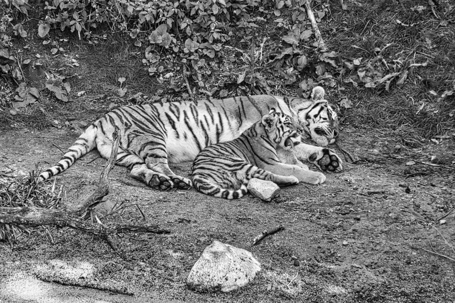 madre tigre siberiana con il suo cucciolo, in bianco e nero, sdraiata rilassata su un prato. foto
