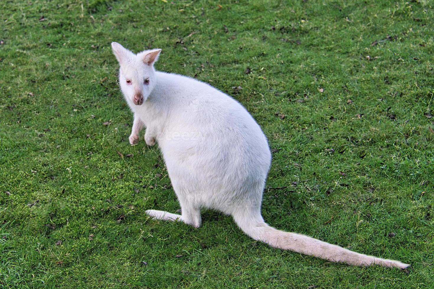 canguro bianco vino seduto su un prato. foto