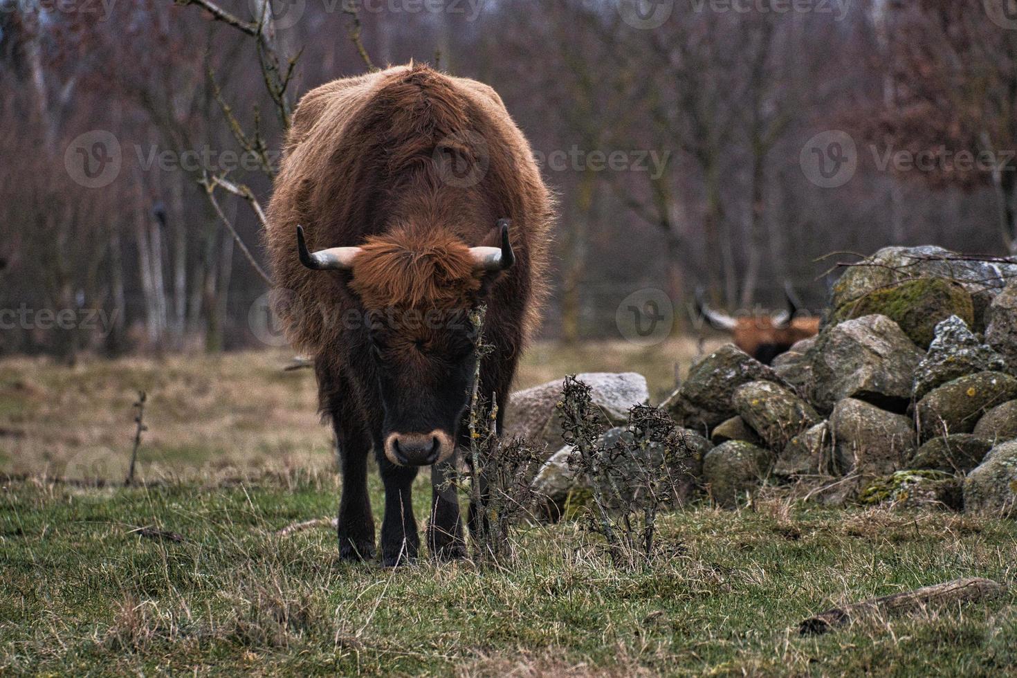 bestiame dell'altopiano in un prato. potente pelliccia marrone corna. agricoltura e allevamento foto