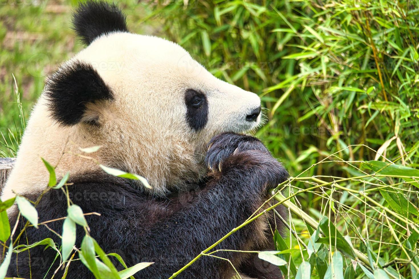 grande panda seduto a mangiare bambù. specie in pericolo. mammifero in bianco e nero foto
