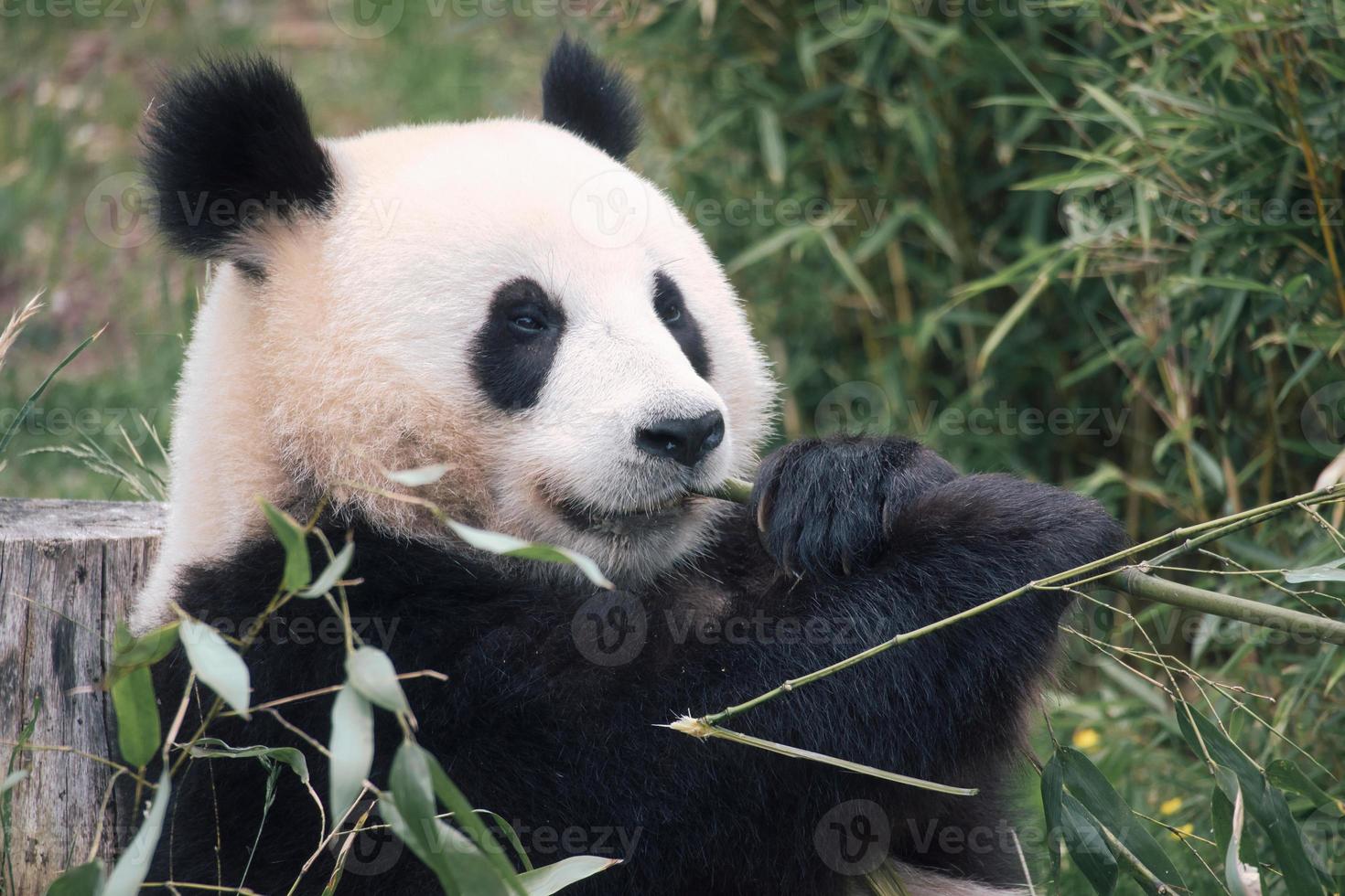grande panda seduto a mangiare bambù. specie in pericolo. mammifero in bianco e nero foto