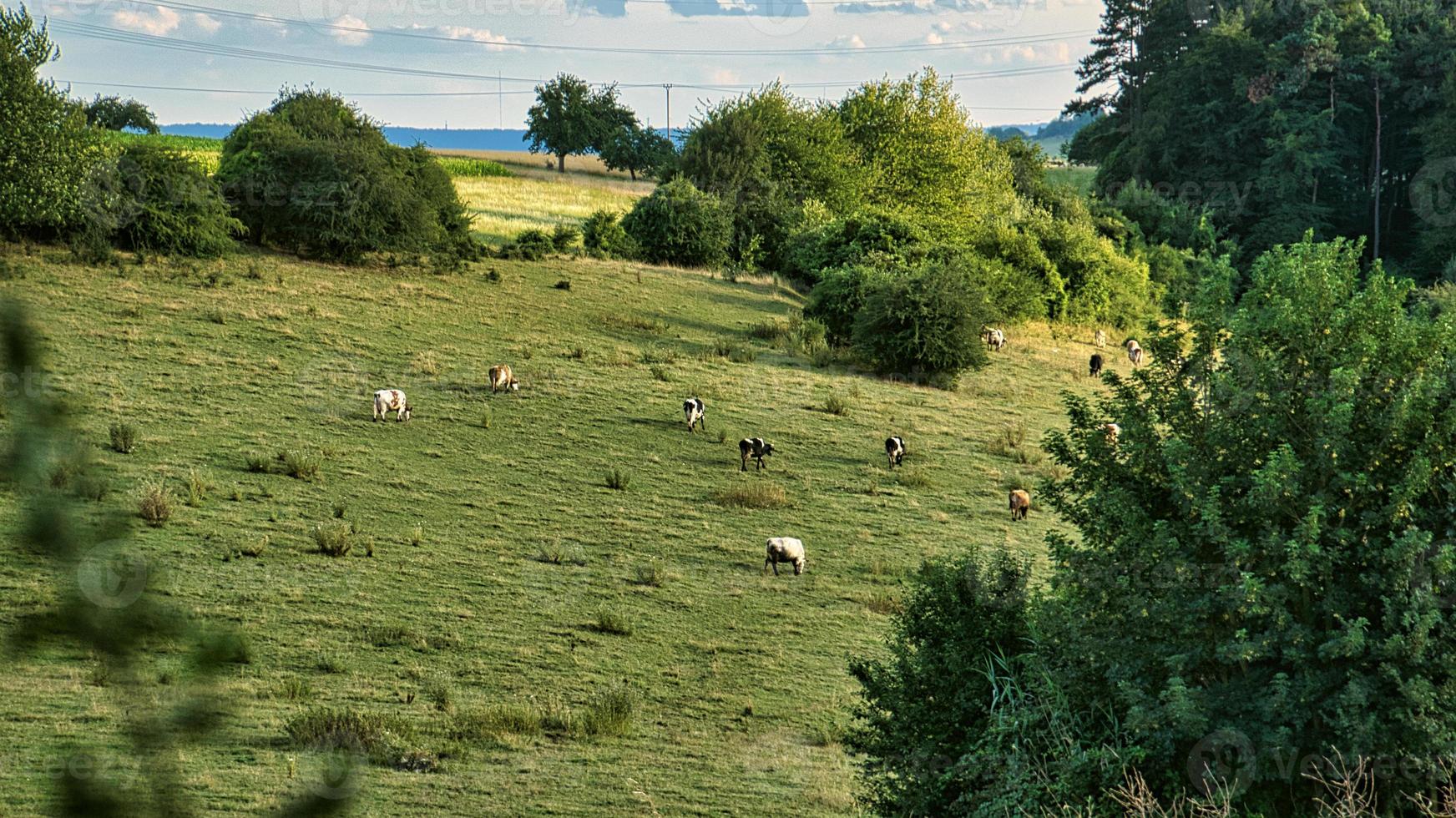 mandria di mucche in un prato. animali da fattoria marroni sdraiati rilassati nell'erba mentre masticano il baccalà. foto