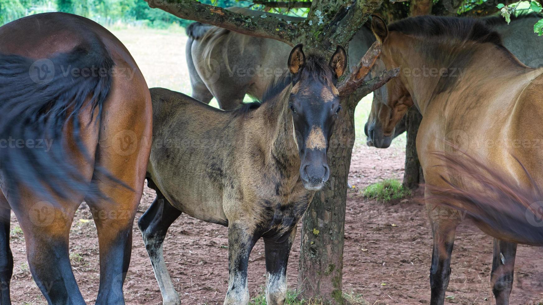 cavalli visti su un modo di allevamento di cavalli durante le escursioni in vacanza. un puledro foto