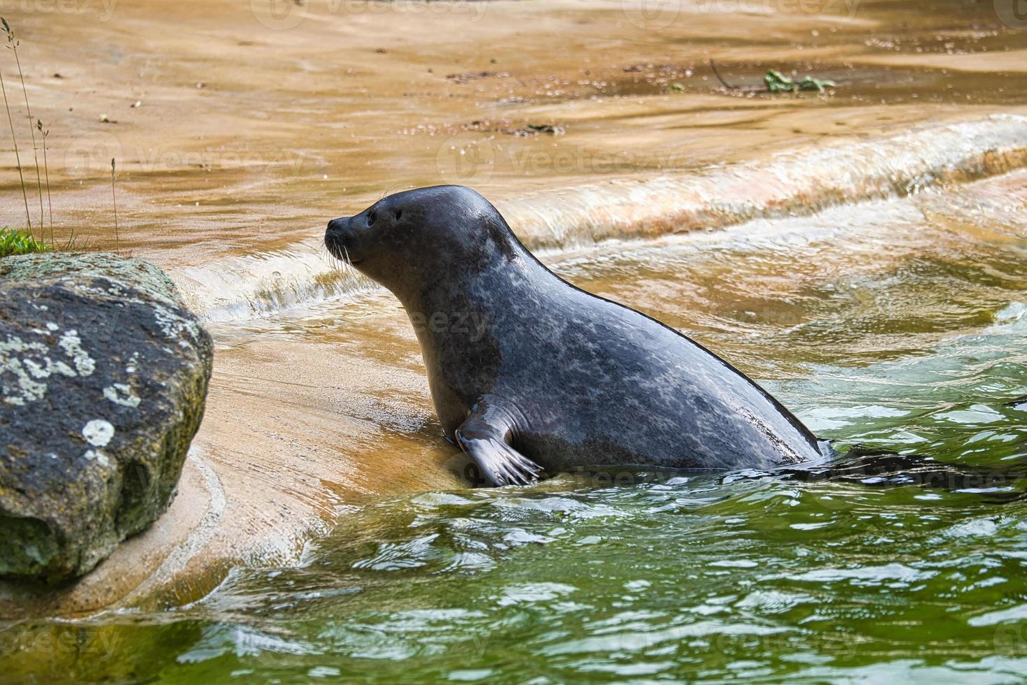 foca che nuota nell'acqua. primo piano del mammifero. specie in via di estinzione in germania foto