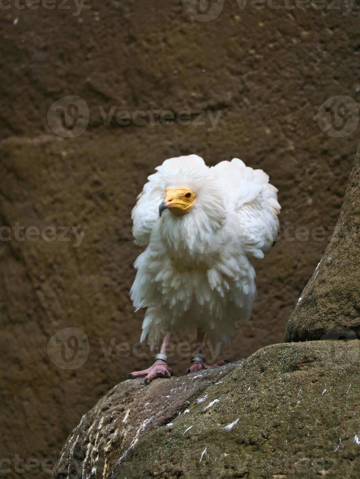 ritratto di avvoltoio sporco. acconciatura selvaggia. uccello avvoltoio seduto su una roccia. uccello foto