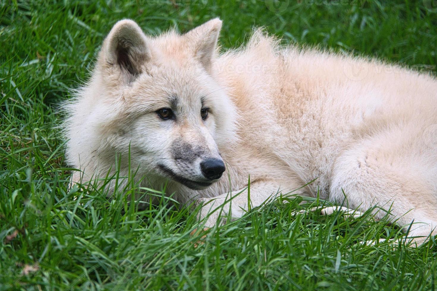 giovane lupo bianco del parco dei lupi werner freund. foto