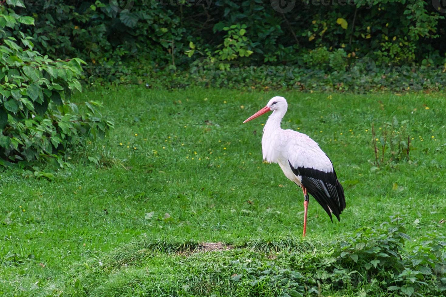 cicogne su un prato d'erba. elegante nel piumaggio bianco e nero foto