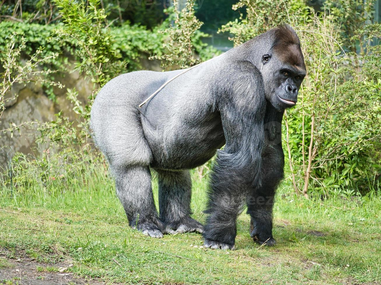 gorilla, dorso d'argento. la grande scimmia erbivora è imponente e forte. foto