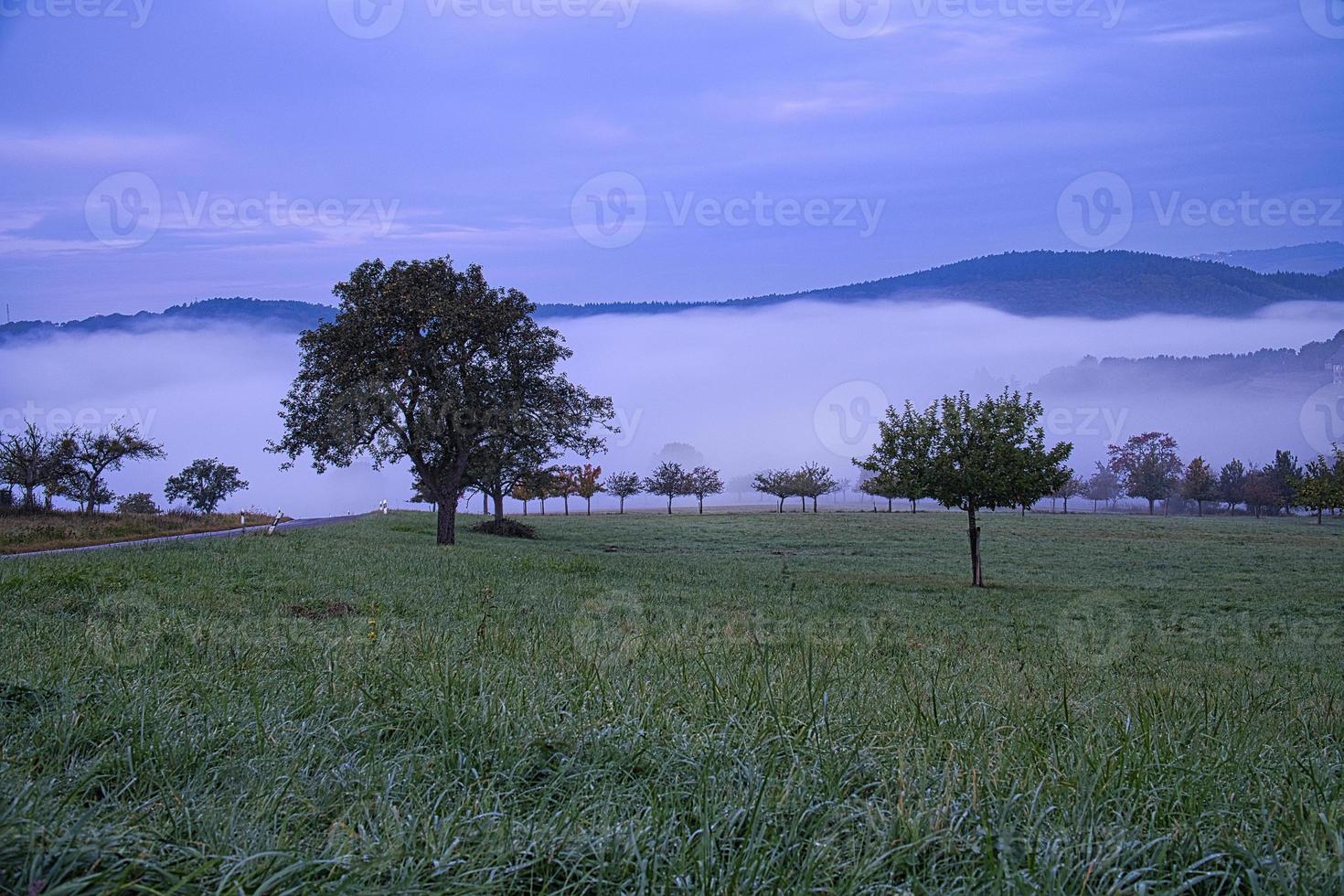 albero su un prato con nebbia nelle ore mattutine con luce viola foto