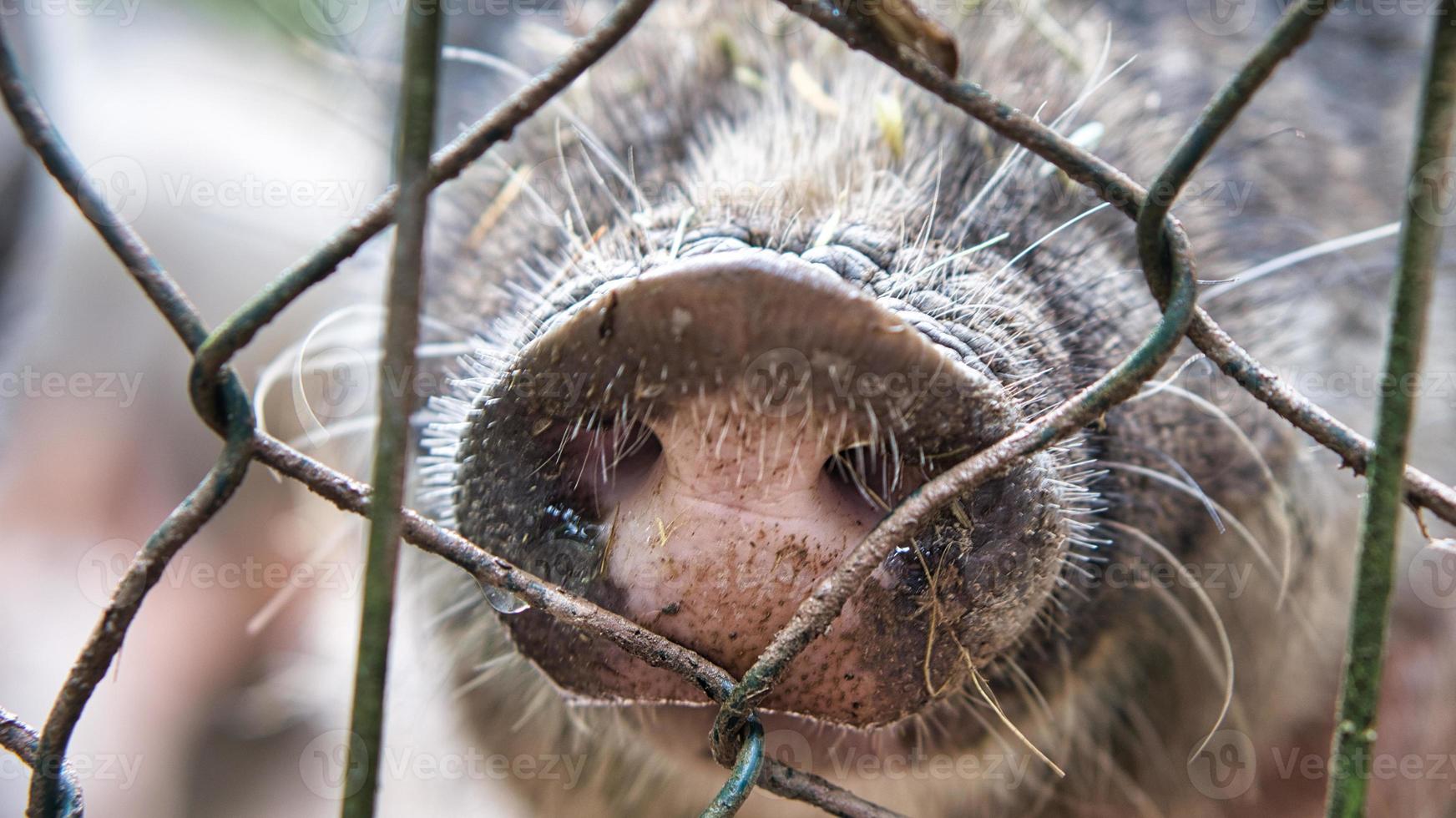 muso di maiale sul recinto. divertente colpo di animale del mammifero. preso in una fattoria. foto