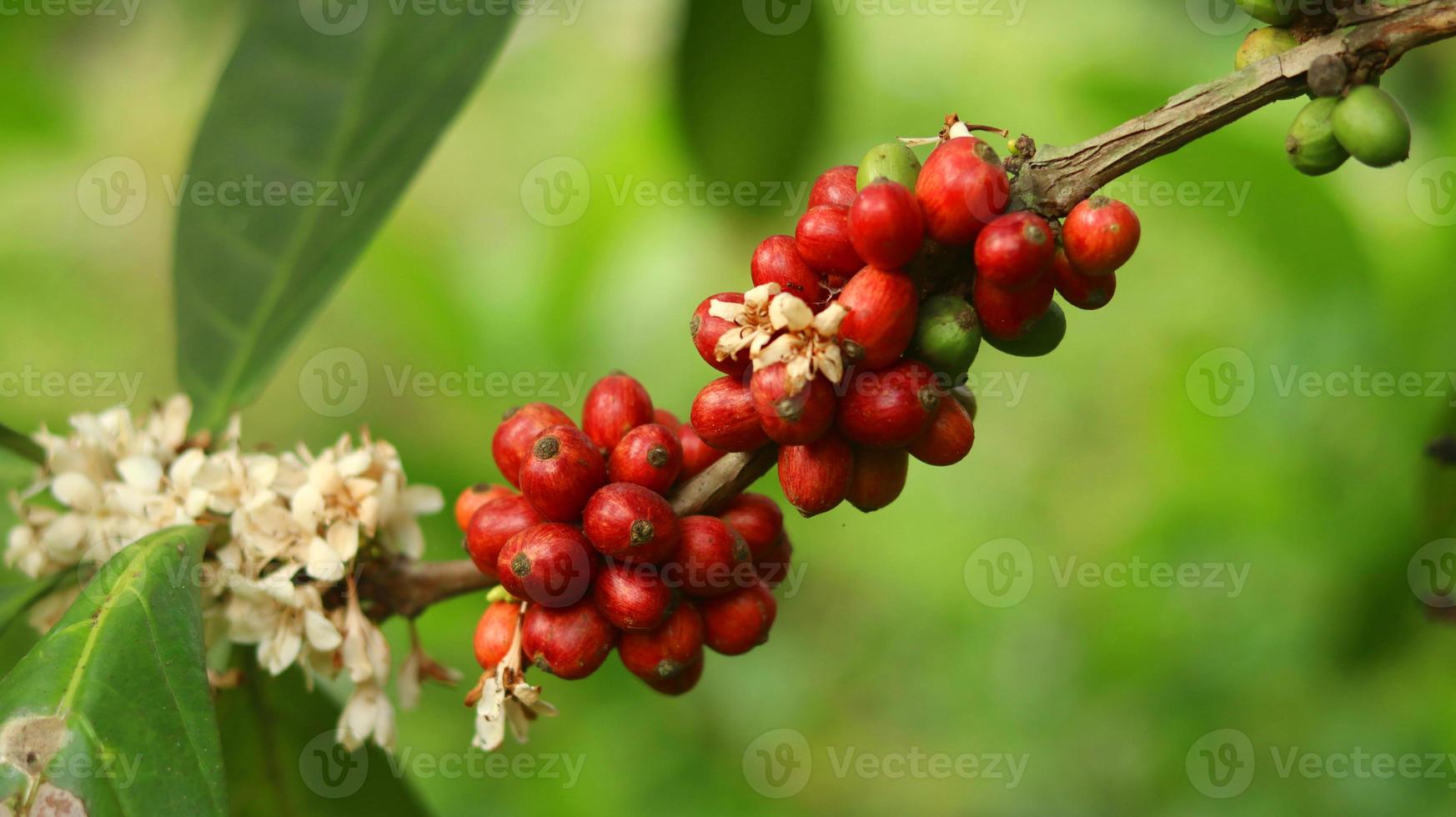 ciliegie di caffè rosse sui rami e mature così sono pronte per essere raccolte. frutta del caffè dall'isola di java indonesia. foto