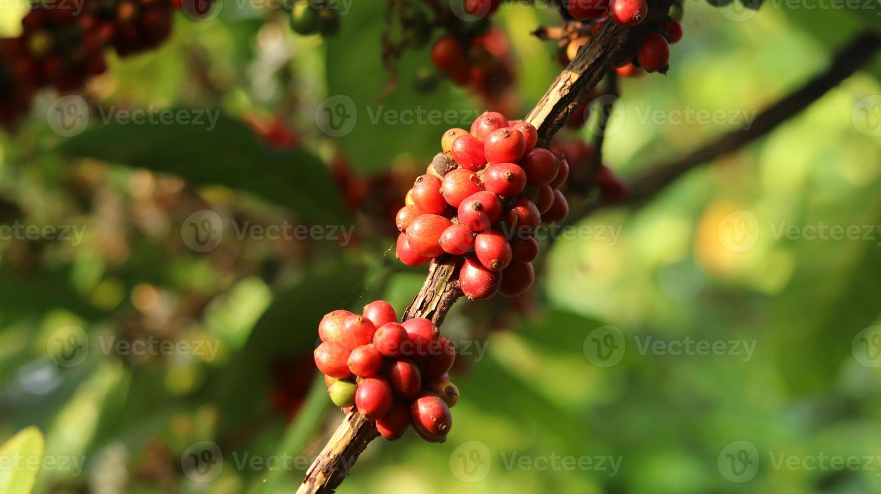 ciliegie di caffè rosse sui rami e mature così sono pronte per essere raccolte. frutta del caffè dall'isola di java indonesia. foto