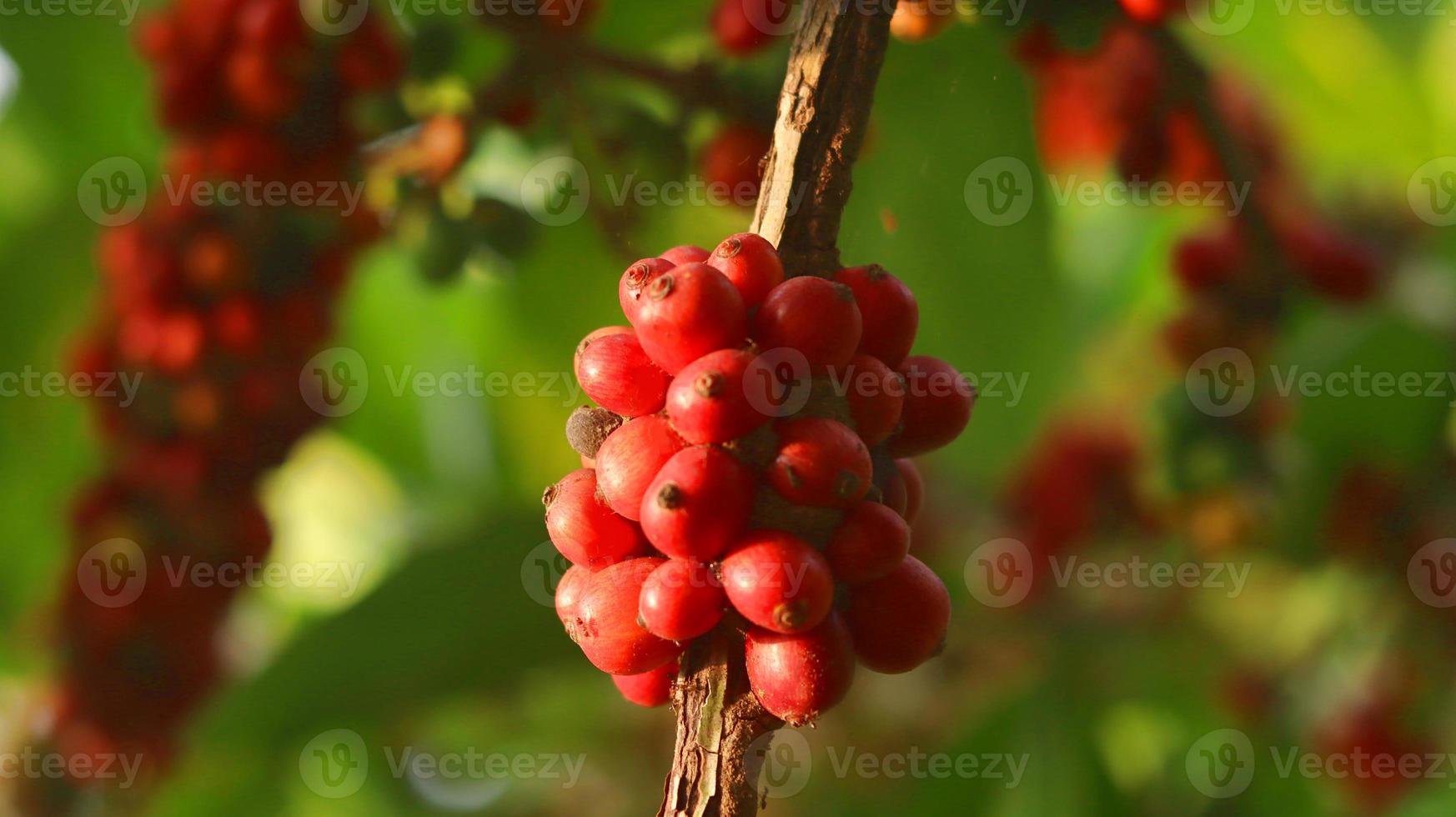 ciliegie di caffè rosse sui rami e mature così sono pronte per essere raccolte. frutta del caffè dall'isola di java indonesia. foto