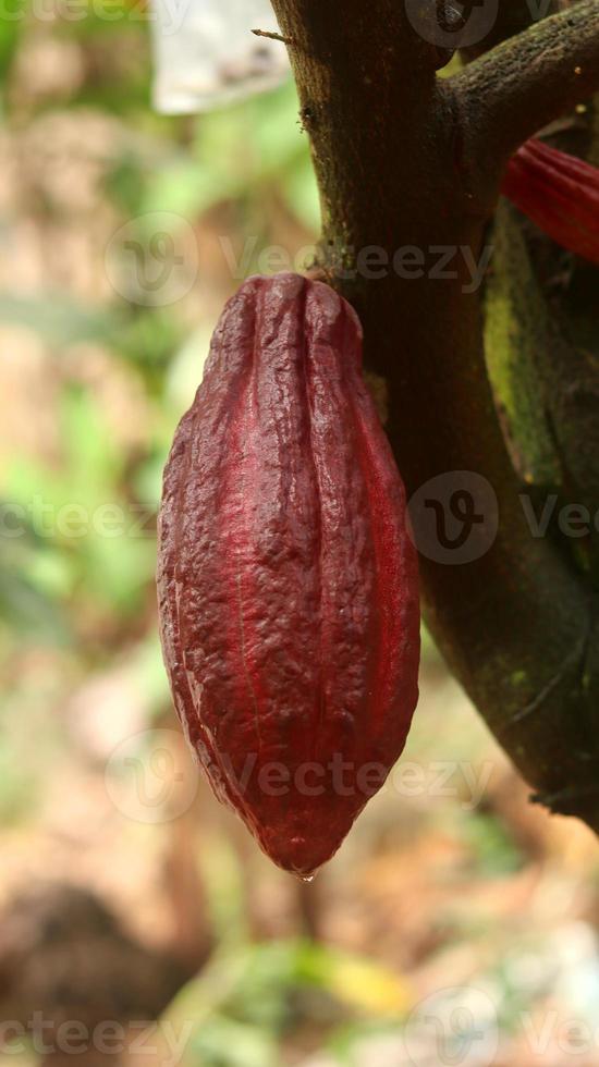 baccello di cacao rosso sull'albero nel campo. cacao o theobroma cacao l. è un albero coltivato in piantagioni originarie del sud america, ma oggi coltivato in varie aree tropicali. Giava, Indonesia. foto