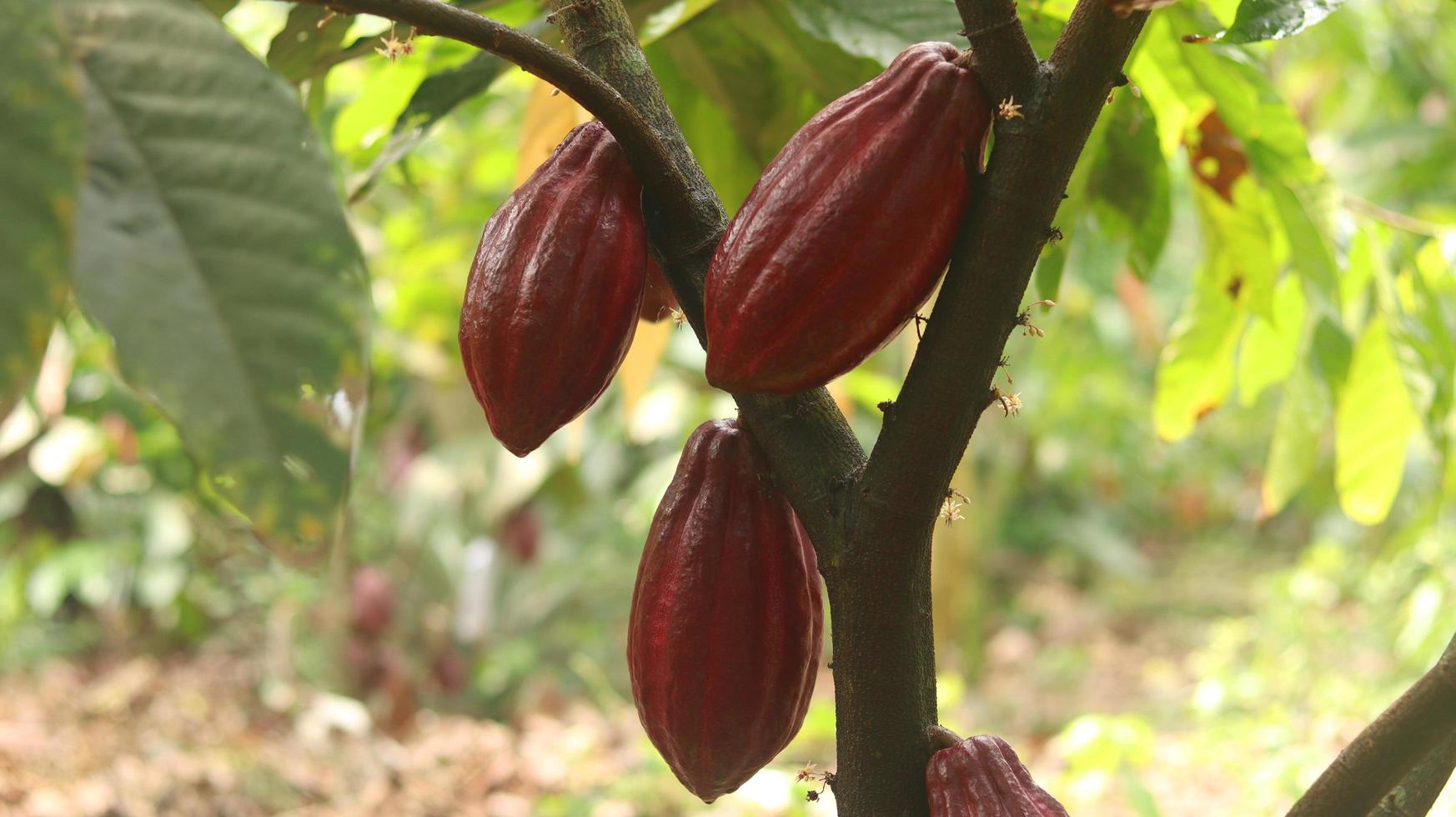 baccello di cacao rosso sull'albero nel campo. cacao o theobroma cacao l. è un albero coltivato in piantagioni originarie del sud america, ma oggi coltivato in varie aree tropicali. Giava, Indonesia. foto