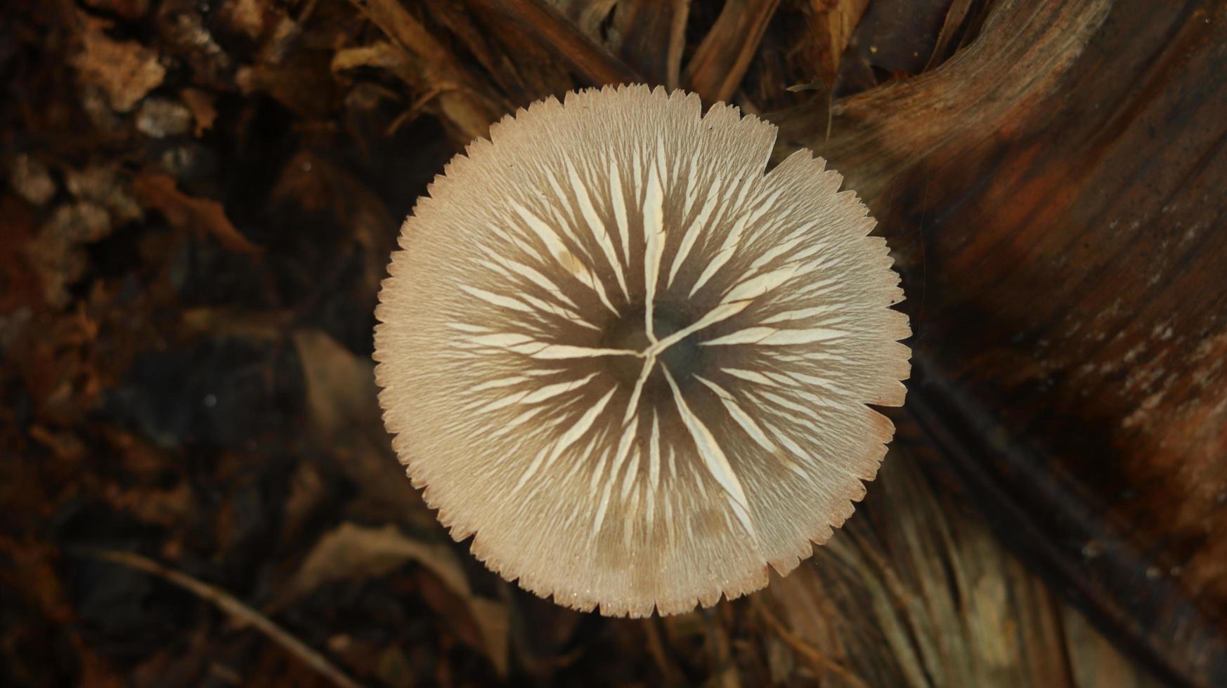 pianta di funghi che cresce su uno stelo di banana in decomposizione su uno sfondo naturale sfocato. foto