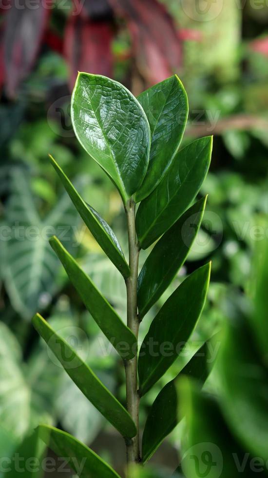 primo piano di zamioculcas zamiifolia pianta, gemma di zanzibar o palma di smeraldo. noto come pianta del dollaro o pianta zz. sfondo verde della natura. foto