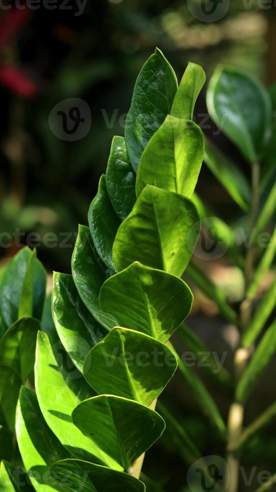 primo piano di zamioculcas zamiifolia pianta, gemma di zanzibar o palma di smeraldo. noto come pianta del dollaro o pianta zz. sfondo verde della natura. foto