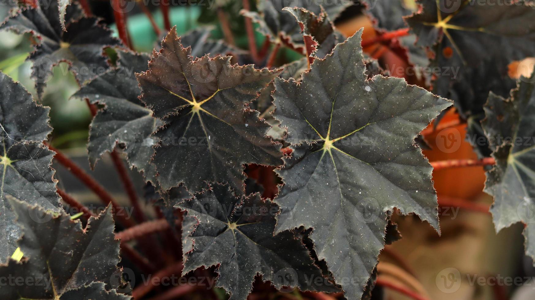 le foglie della pianta della begonia di velluto rosso sono uniche nella forma di una stella rosso scuro. La begonia è un genere di piante da fiore perenni della famiglia delle begoniaceae. sfondo della natura. foto