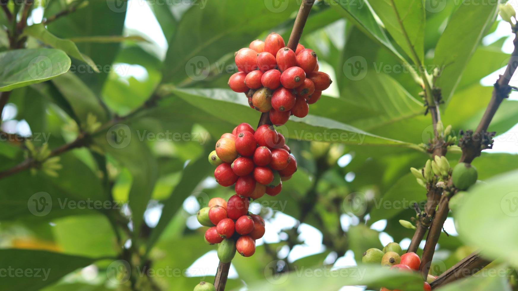 ciliegie di caffè rosse sui rami e mature così sono pronte per essere raccolte. frutta del caffè dall'isola di java indonesia. foto