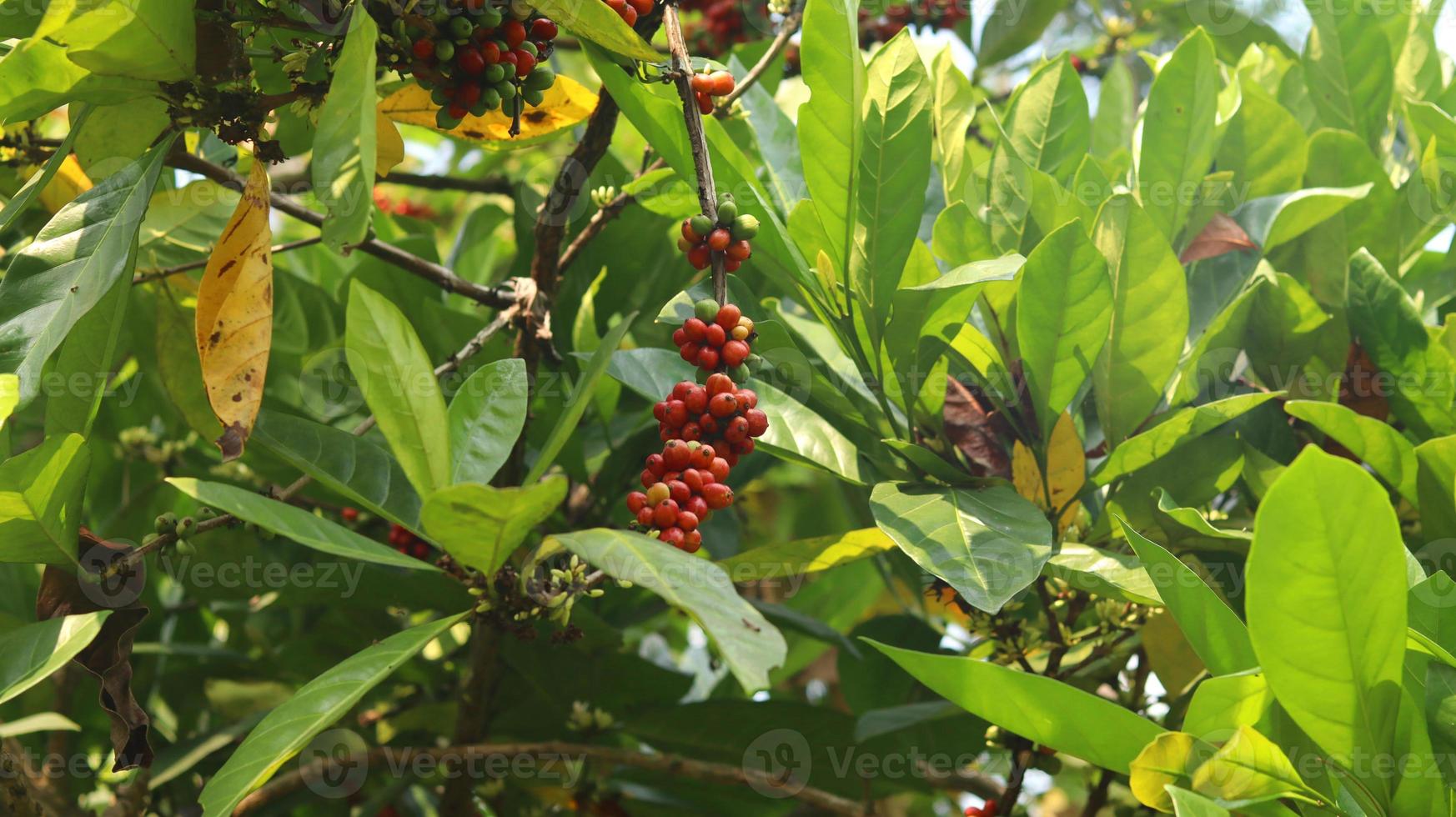 ciliegie di caffè rosse sui rami e mature così sono pronte per essere raccolte. frutta del caffè dall'isola di java indonesia. foto