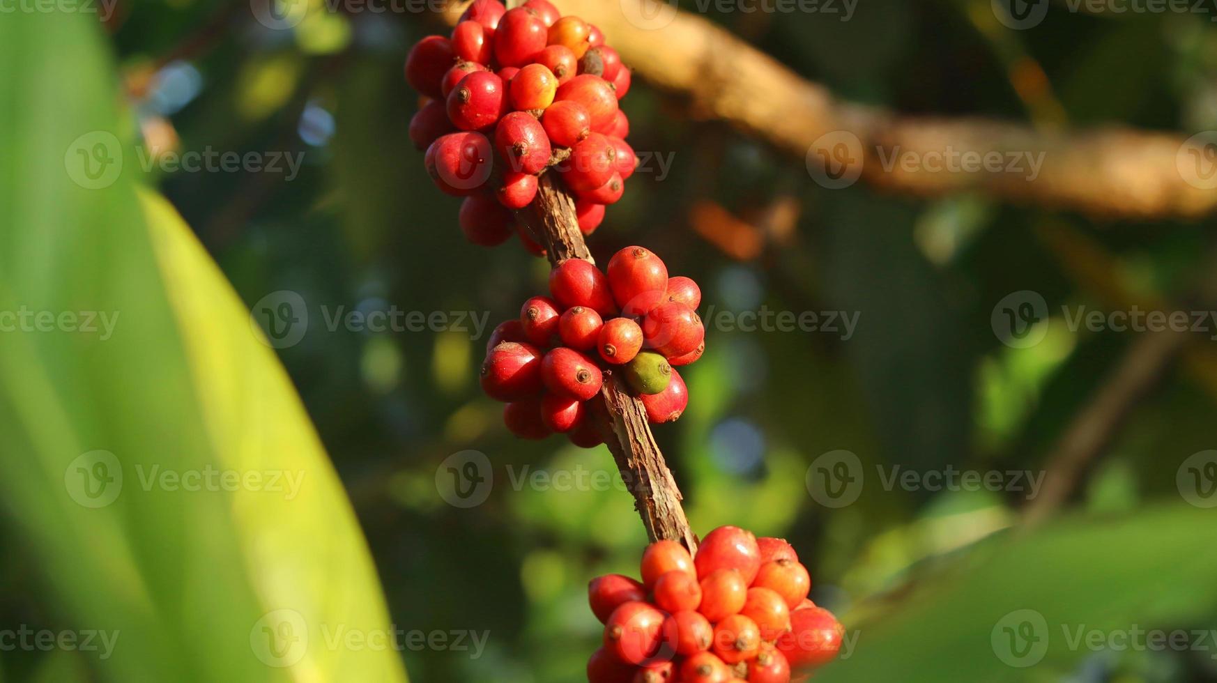 ciliegie di caffè rosse sui rami e mature così sono pronte per essere raccolte. frutta del caffè dall'isola di java indonesia. foto