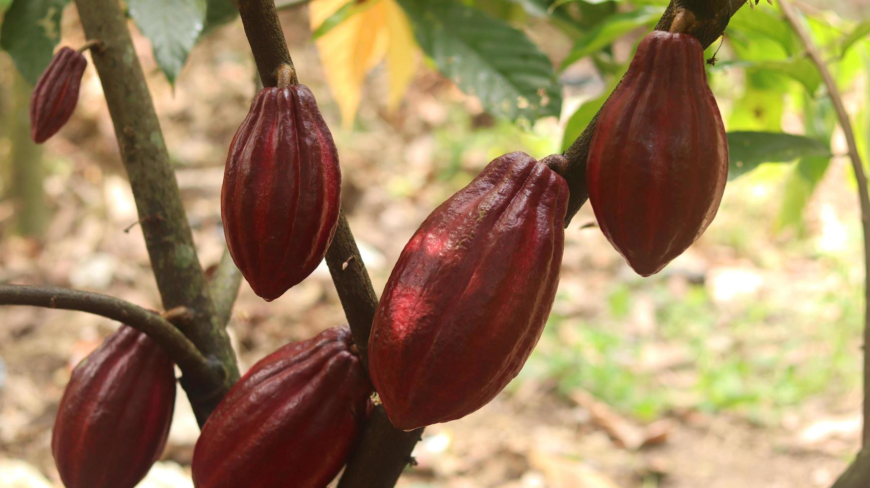 baccello di cacao rosso sull'albero nel campo. cacao o theobroma cacao l. è un albero coltivato in piantagioni originarie del sud america, ma oggi coltivato in varie aree tropicali. Giava, Indonesia. foto