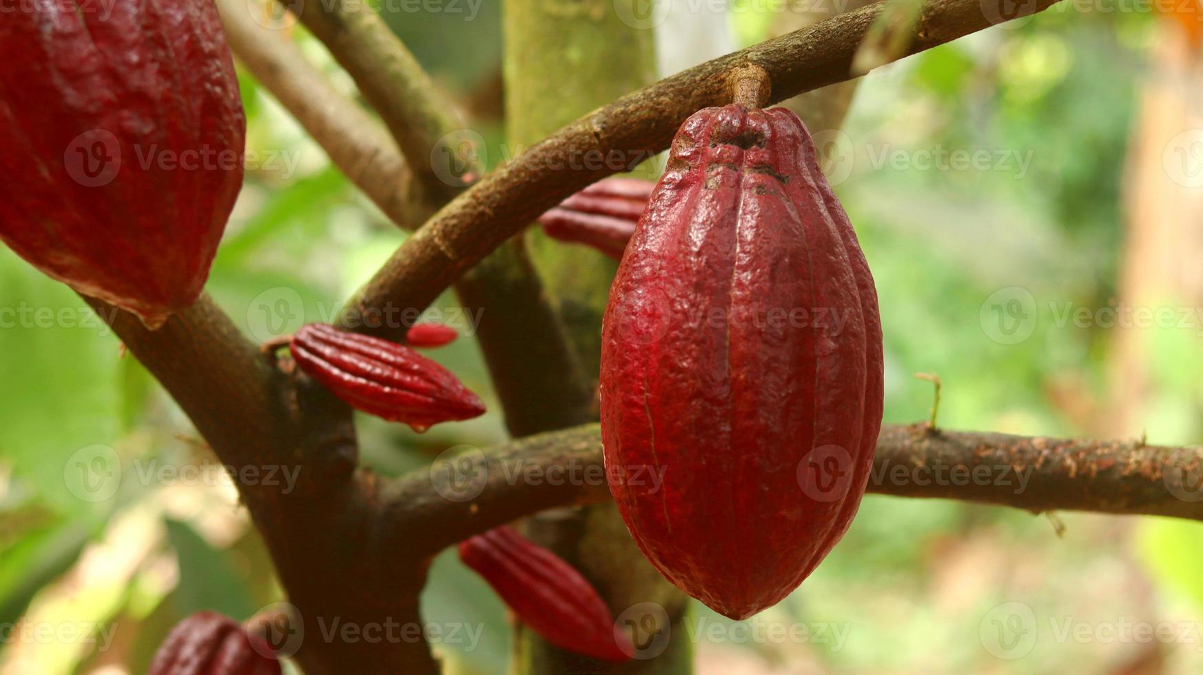 baccello di cacao rosso sull'albero nel campo. cacao o theobroma cacao l. è un albero coltivato in piantagioni originarie del sud america, ma oggi coltivato in varie aree tropicali. Giava, Indonesia. foto