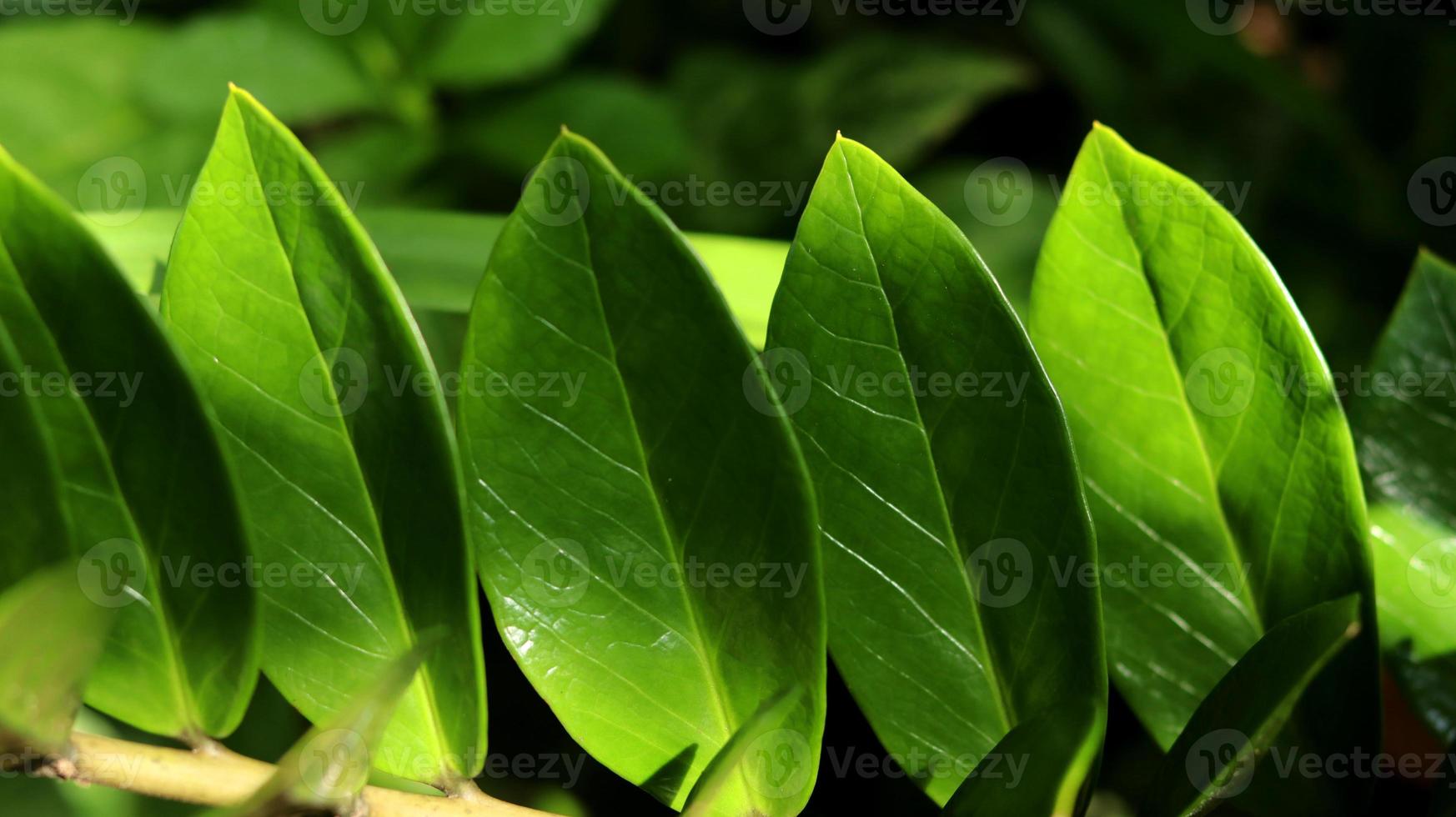 primo piano di zamioculcas zamiifolia pianta, gemma di zanzibar o palma di smeraldo. noto come pianta del dollaro o pianta zz. sfondo verde della natura. foto