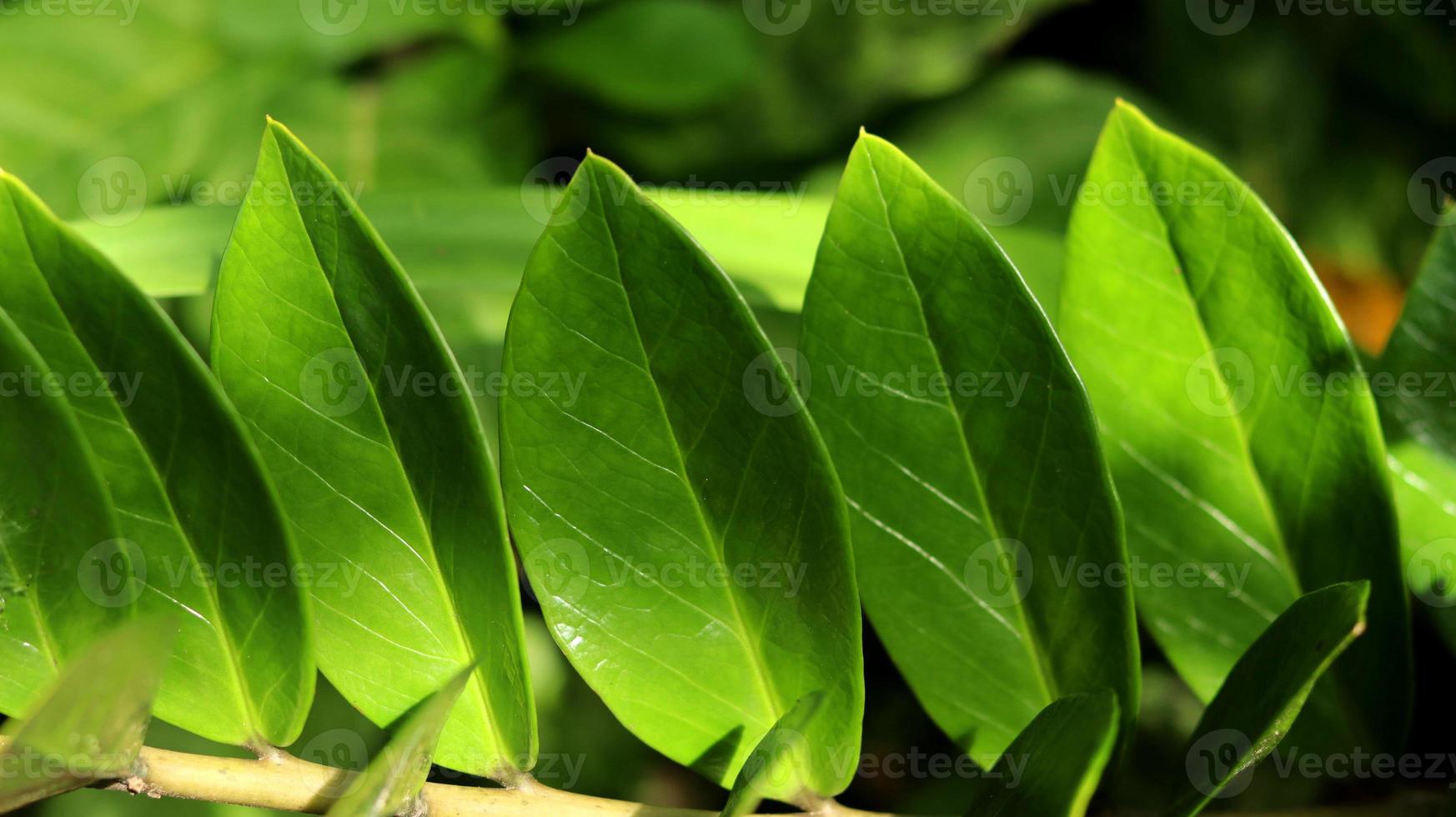 primo piano di zamioculcas zamiifolia pianta, gemma di zanzibar o palma di smeraldo. noto come pianta del dollaro o pianta zz. sfondo verde della natura. foto