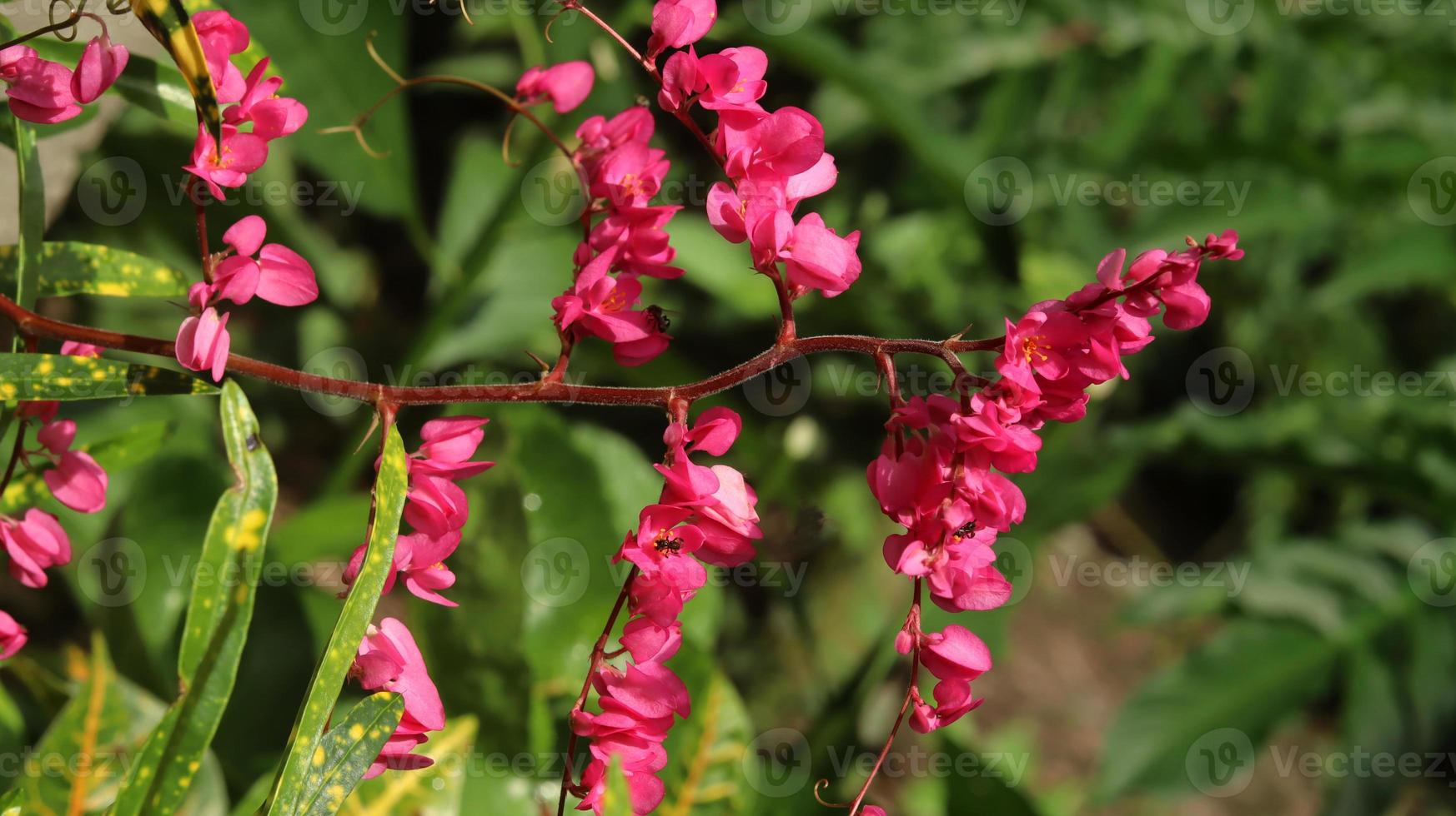 fiori rosa primo piano, catena d'amore, cuori su una catena, rampicante di honolulu, rampicante messicano, rosa di montagna coralvine su sfondo sfocato, cespuglio di api, vite di corallo foto