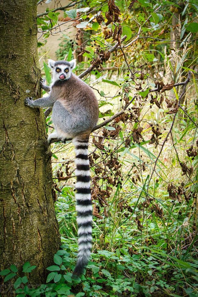 scimmia maki sul tuo albero guardando lo spettatore. interessate e giocose sono le scimmie in bianco e nero foto