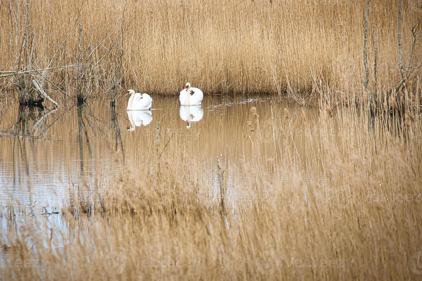 coppia di cigni nel parco naturale di darss. tempo di accoppiamento degli uccelli. cigni dal piumaggio bianco. foto