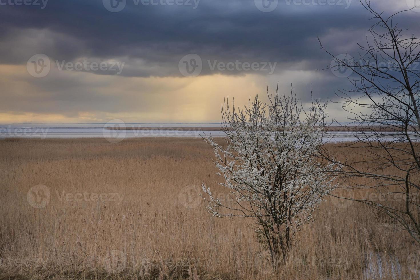 albero tra le canne sui darss. cielo drammatico in riva al mare. paesaggio sul mar baltico. foto