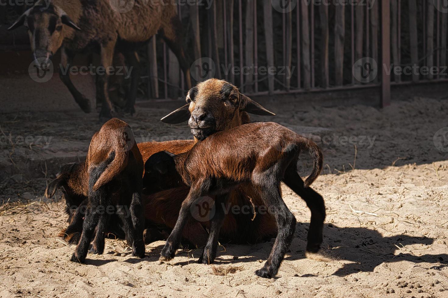 le capre sono animali da fattoria. sono interessanti da guardare, soprattutto se sono animali giovani foto