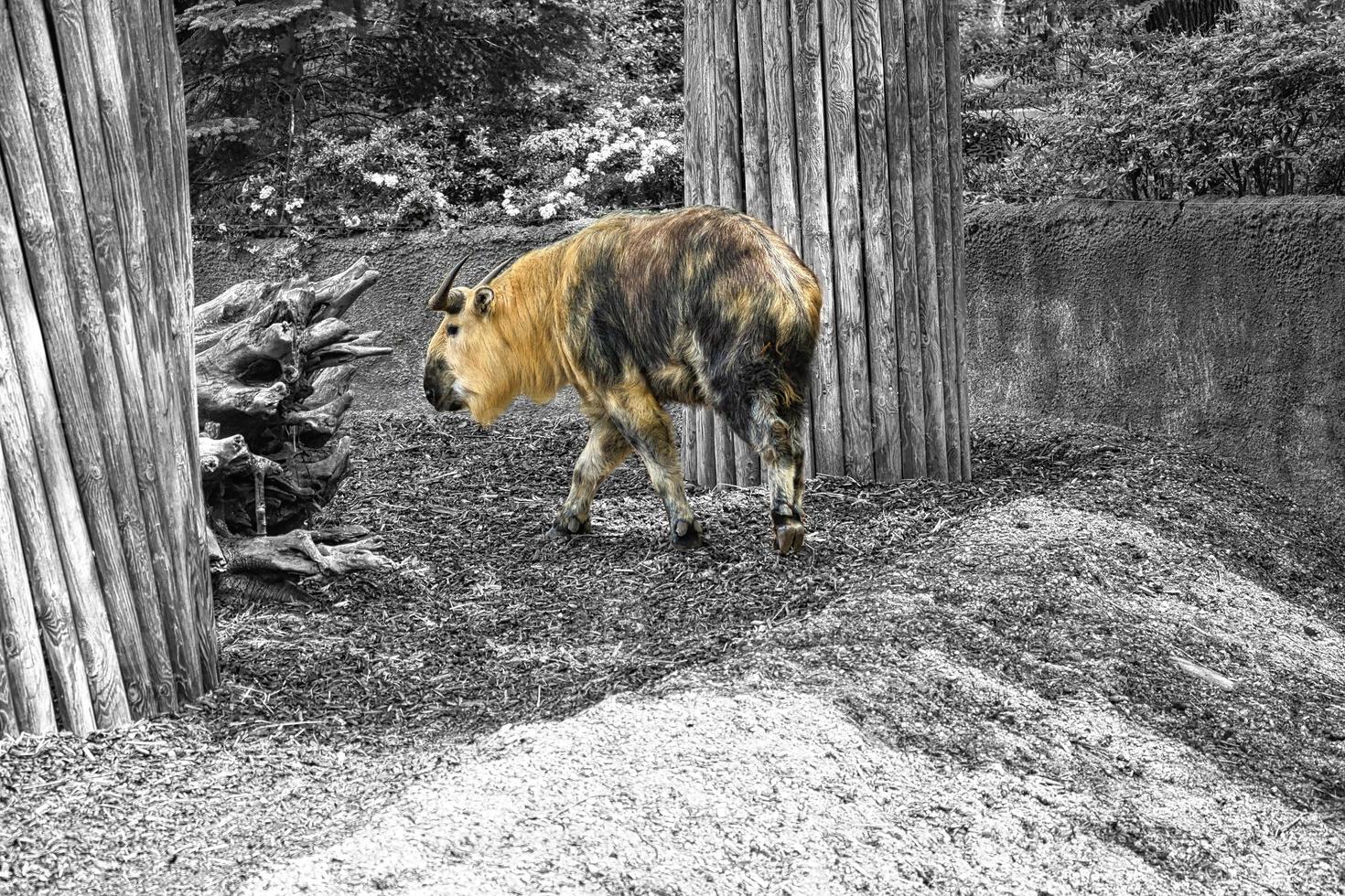 yak dorato, bos mutus con bella pelliccia e corna. specie di bovini dell'Himalaya foto