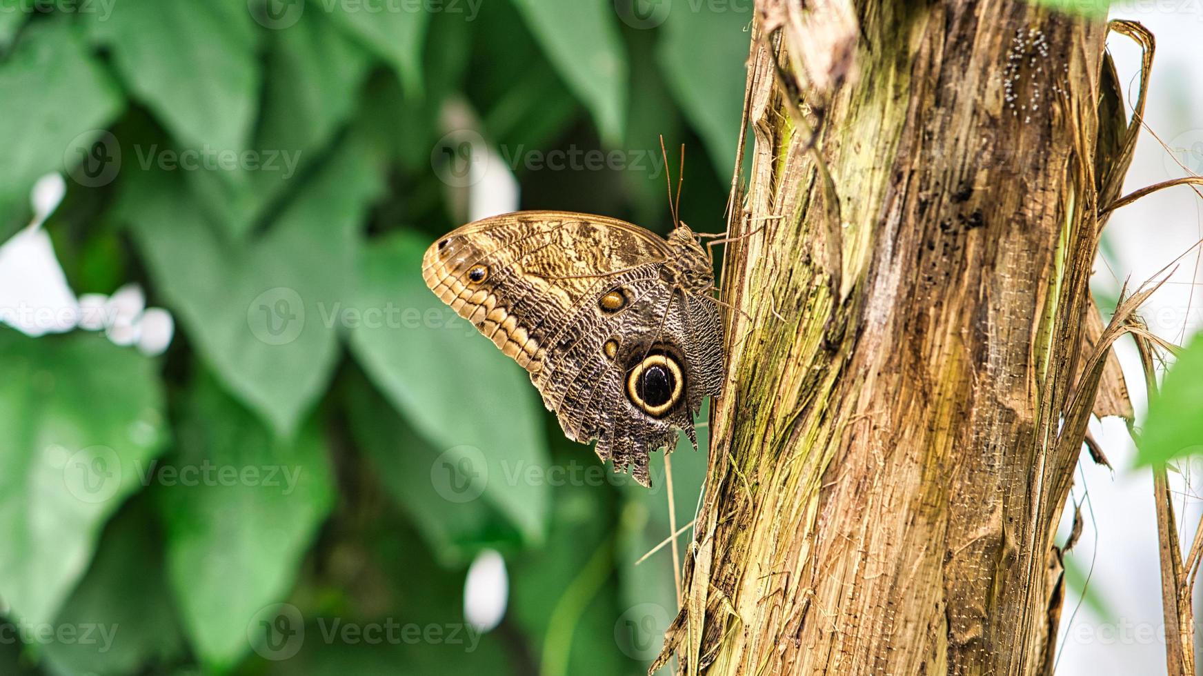 farfalla colorata su una foglia, fiore. elegante e delicato. modello dettagliato delle ali. foto