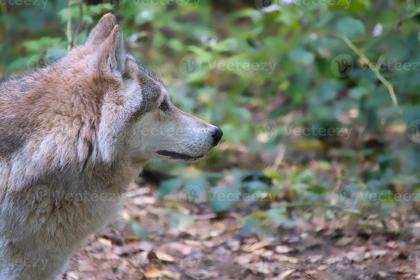 lupo siberiano, preso in ritratto. foto