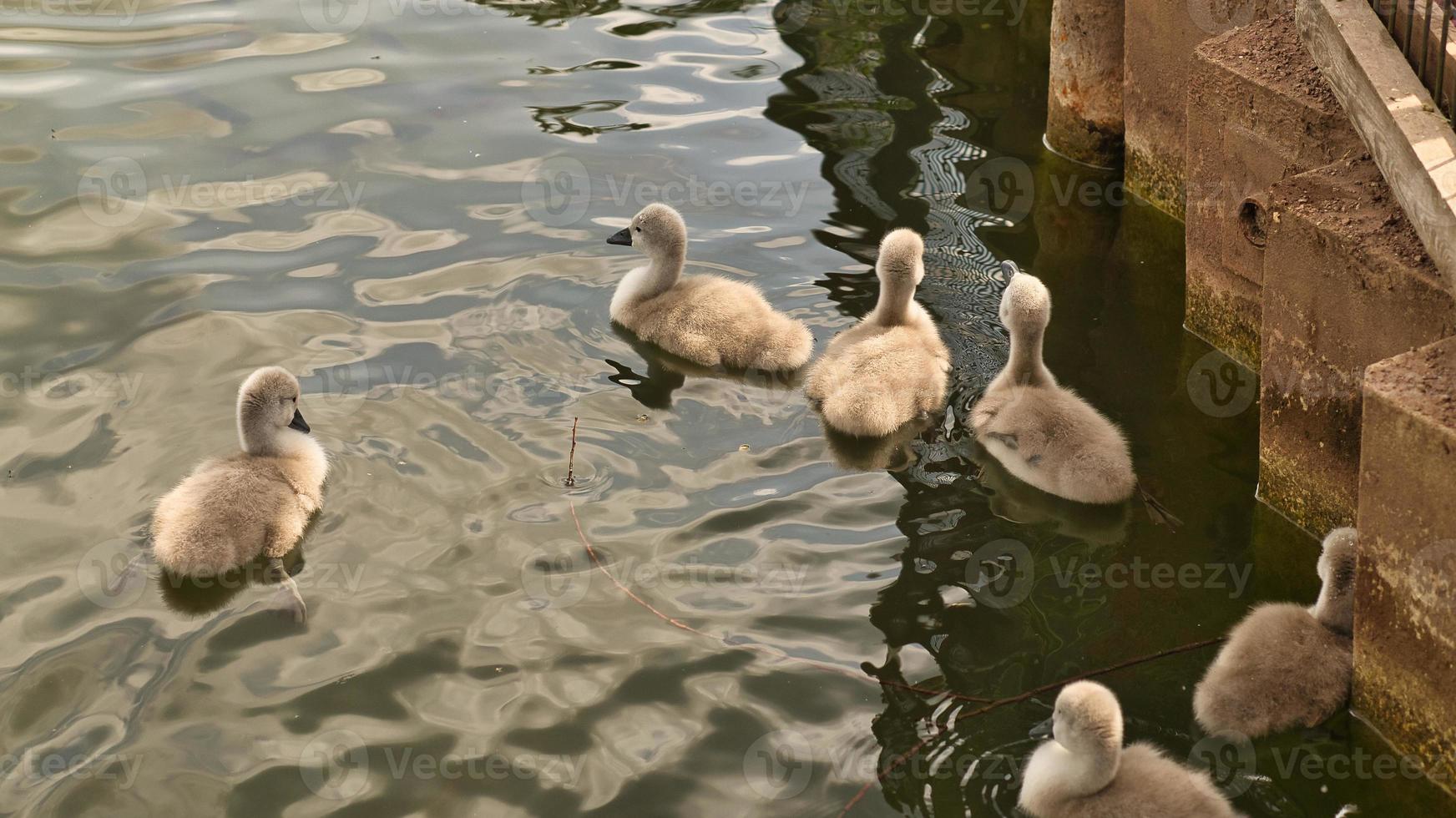 pulcini cigno reale nuotare nell'acqua. soffici piume dei piccoli uccelli acquatici foto