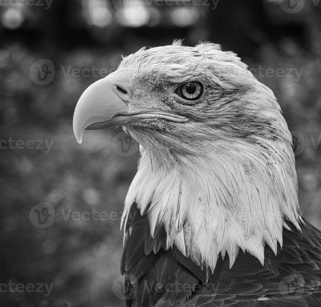 aquila calva nel ritratto. l'animale araldico degli Stati Uniti. maestoso uccello rapace. foto