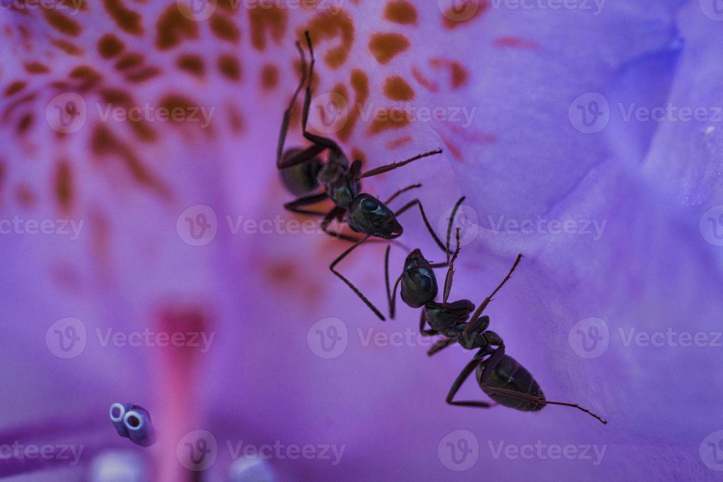 formiche su un fiore da solo raffigurato dettagliatamente foto