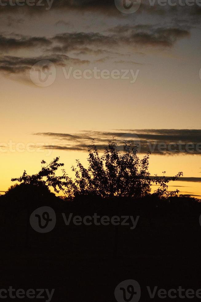 tramonto con cielo in fiamme dietro gli alberi. foto