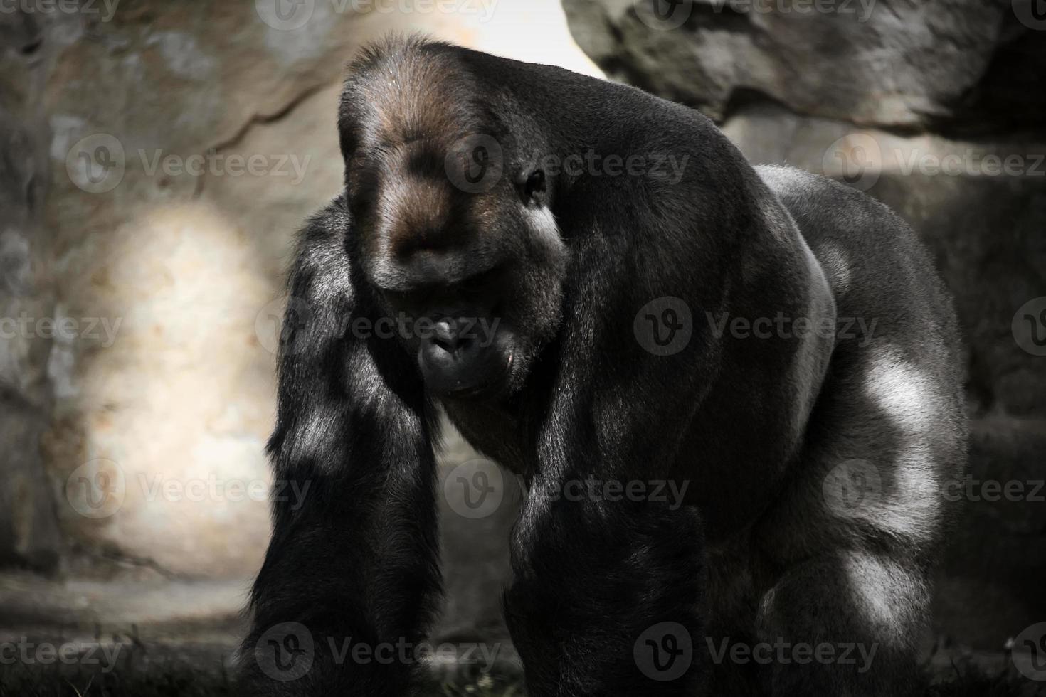 gorilla, dorso d'argento. la grande scimmia erbivora è imponente e forte. foto