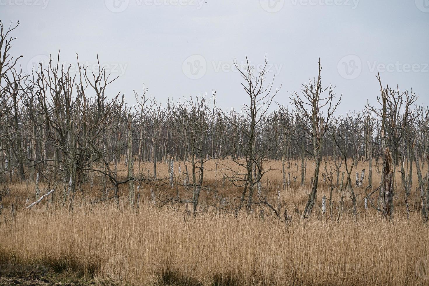 alberi morti nel mar Baltico. foresta morta. vegetazione danneggiata. Parco Nazionale foto