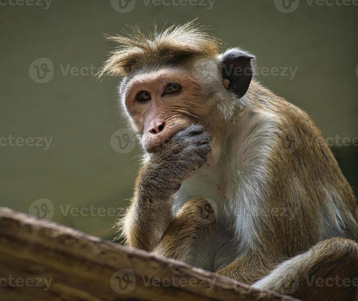 scimmia rhesus seduta su un ramo e rosicchiando la mano. foto di animali