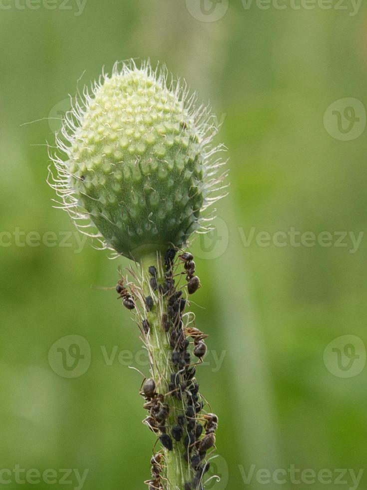 formica impegnata in una ripresa macro su una foglia insieme agli afidi. foto