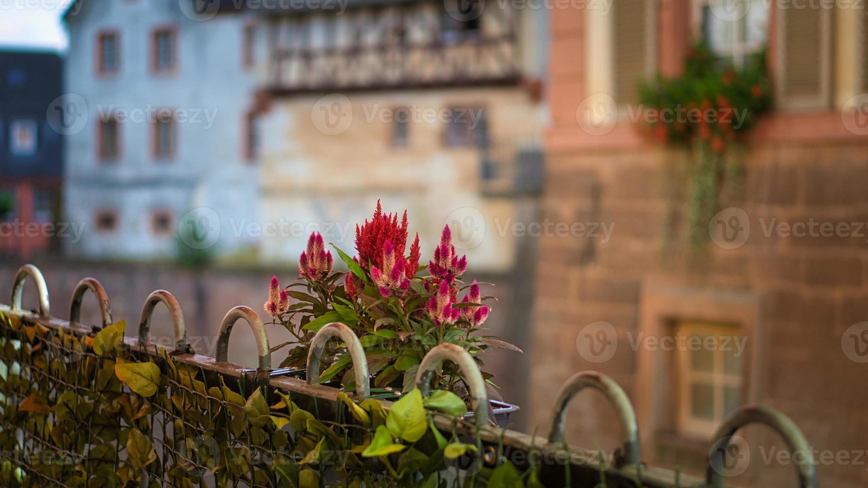 primo piano di un fiore di un bel fiore. scatto singolo dettagliato foto